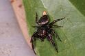 Euryattus_bleekeri_D7844_Z_89_North Stradbroke island_Australie